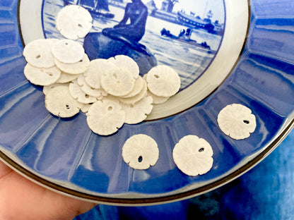 25 Tiny Sand Dollars 15mm, 1.5cm: Beach Wedding Décor, Seashell Crafts