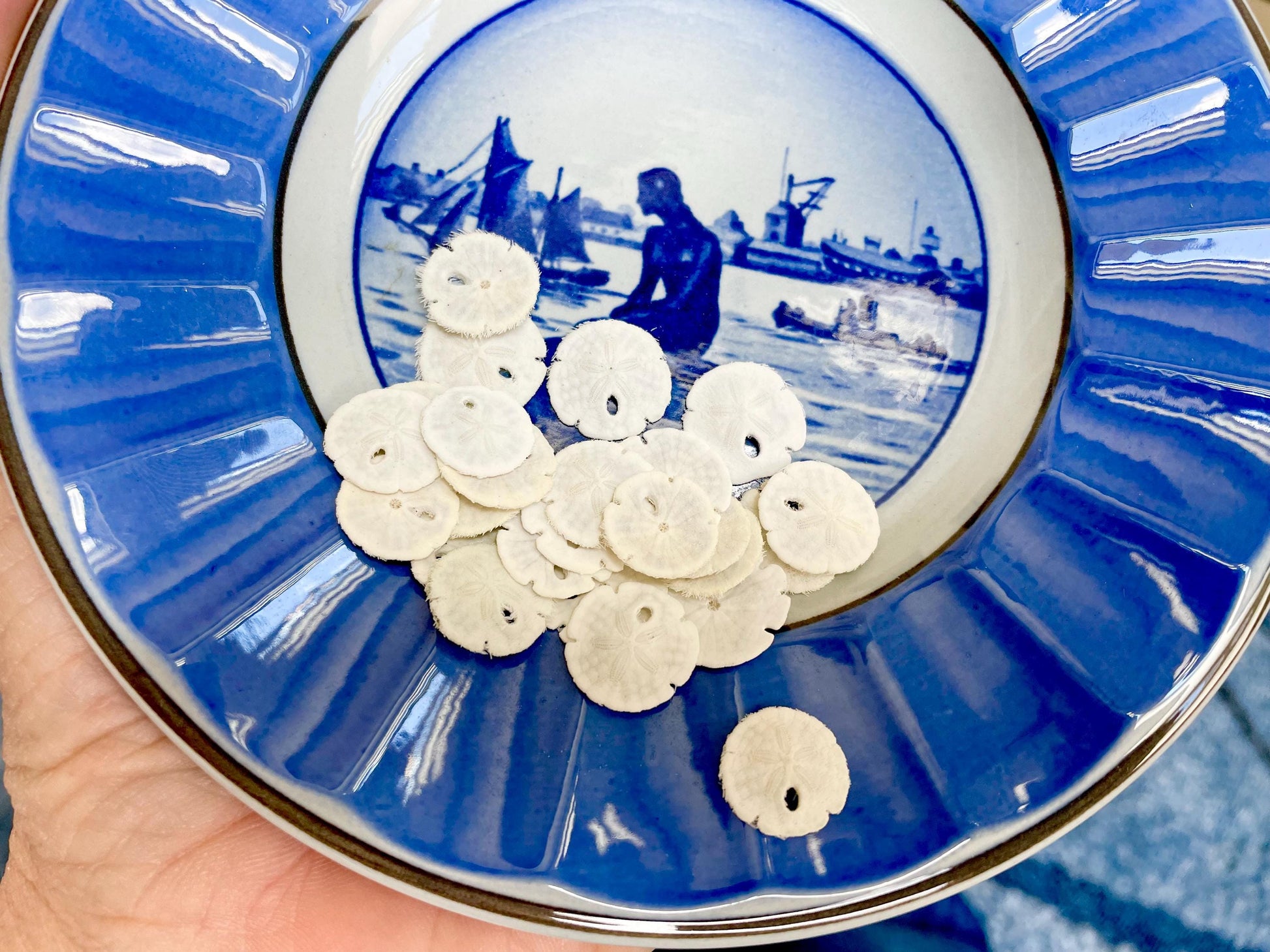 25 Tiny Sand Dollars 15mm, 1.5cm: Beach Wedding Décor, Seashell Crafts