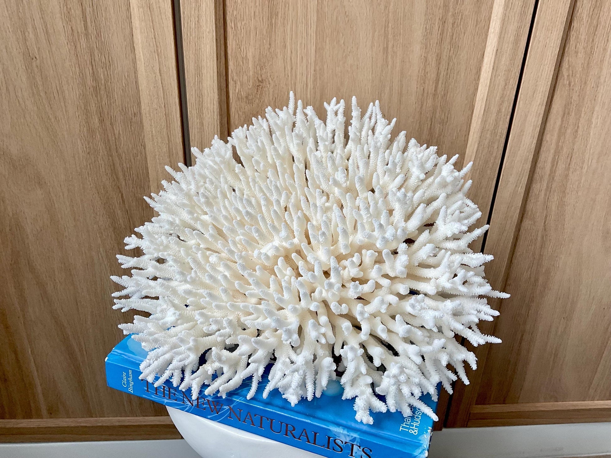 Natural TABLE CORAL 13" x 12" x 7" White Fossil Specimen Coastal Beach House Décor