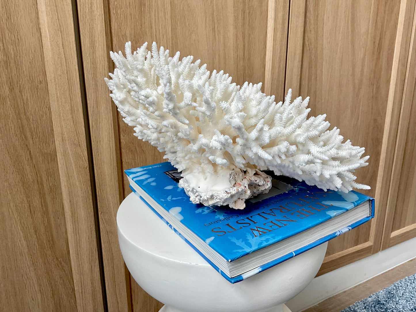 Natural TABLE CORAL 13" x 12" x 7" White Fossil Specimen Coastal Beach House Décor