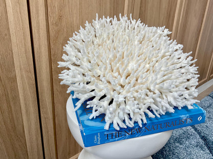 Natural TABLE CORAL 13" x 12" x 7" White Fossil Specimen Coastal Beach House Décor