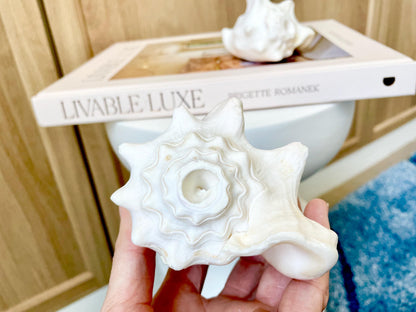 Natural White Bahamas Milk Conch Shell Horn 3-4" Trumpet