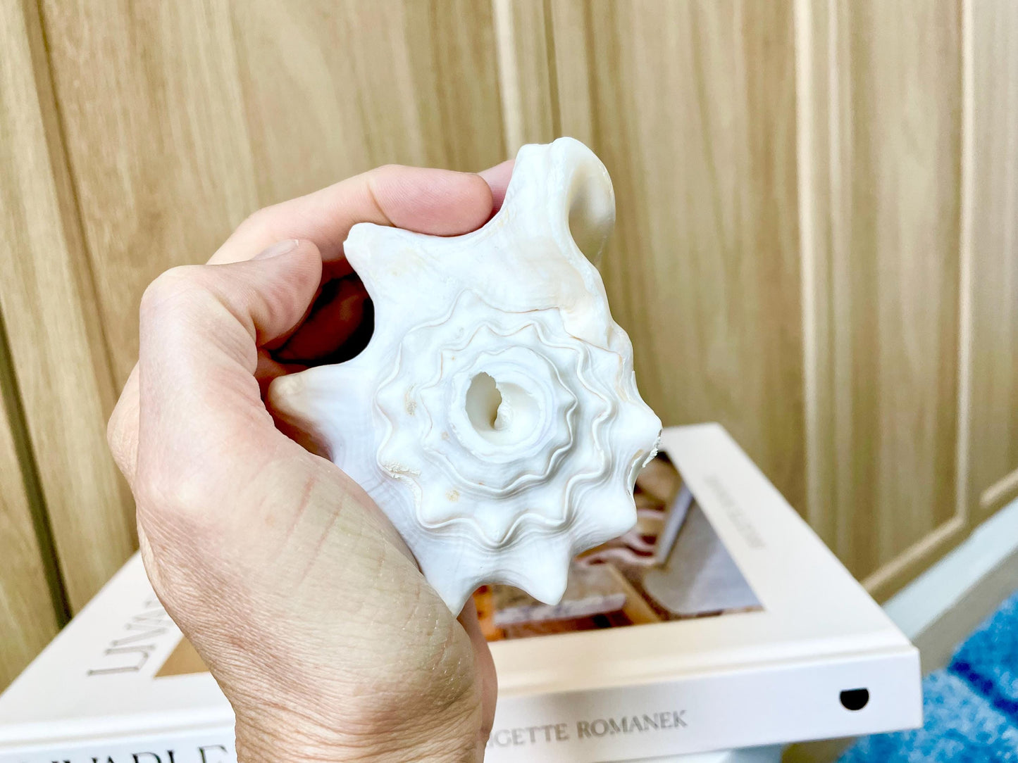 Natural White Bahamas Milk Conch Shell Horn 3-4" Trumpet