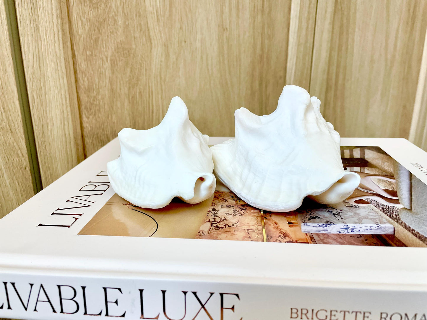 Natural White Bahamas Milk Conch Shell Horn 3-4" Trumpet