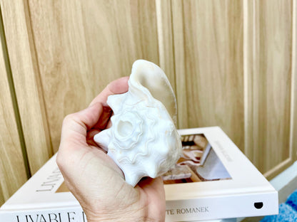 Natural White Bahamas Milk Conch Shell Horn 3-4" Trumpet