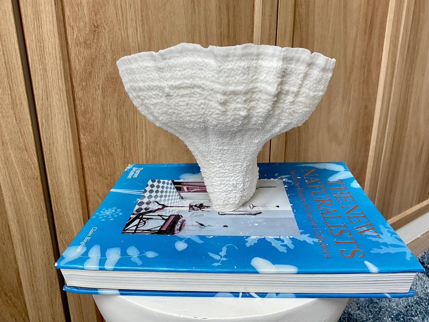 Natural Poca Coral Fossil: 7" x 6" x 6" Coastal Beach House White Décor