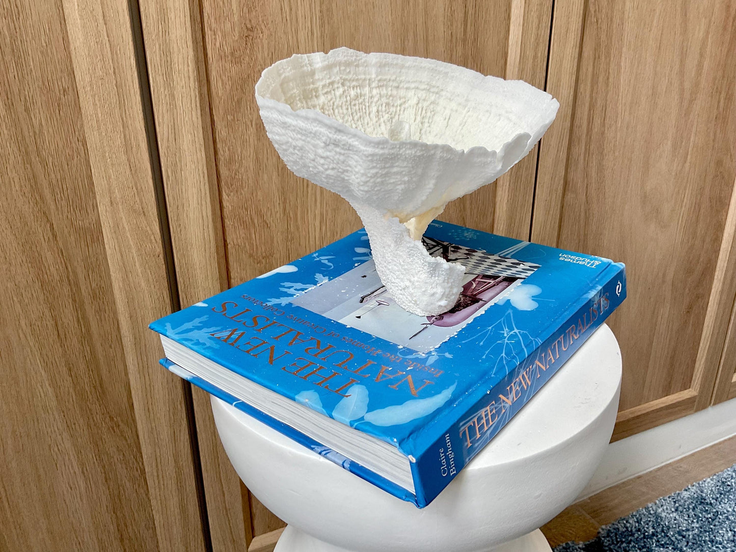 Natural Poca Coral Fossil: 7" x 6" x 6" Coastal Beach House White Décor