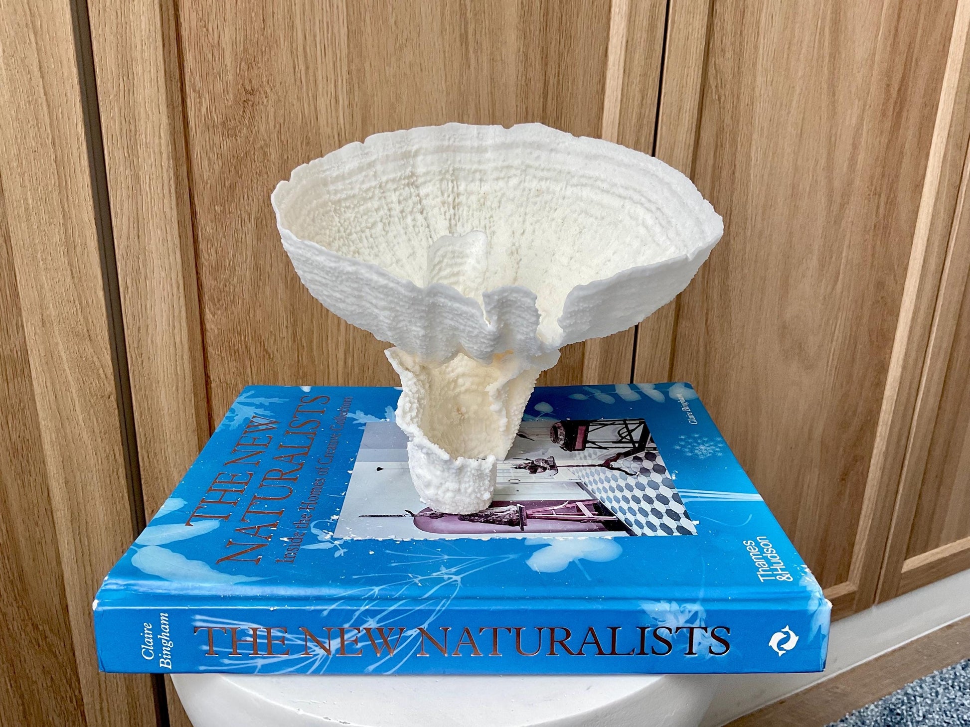 Natural Poca Coral Fossil: 7" x 6" x 6" Coastal Beach House White Décor