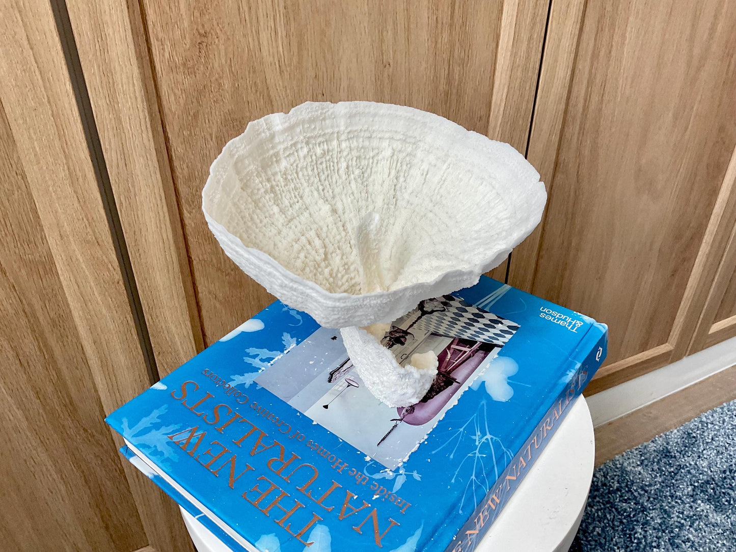 Natural Poca Coral Fossil: 7" x 6" x 6" Coastal Beach House White Décor