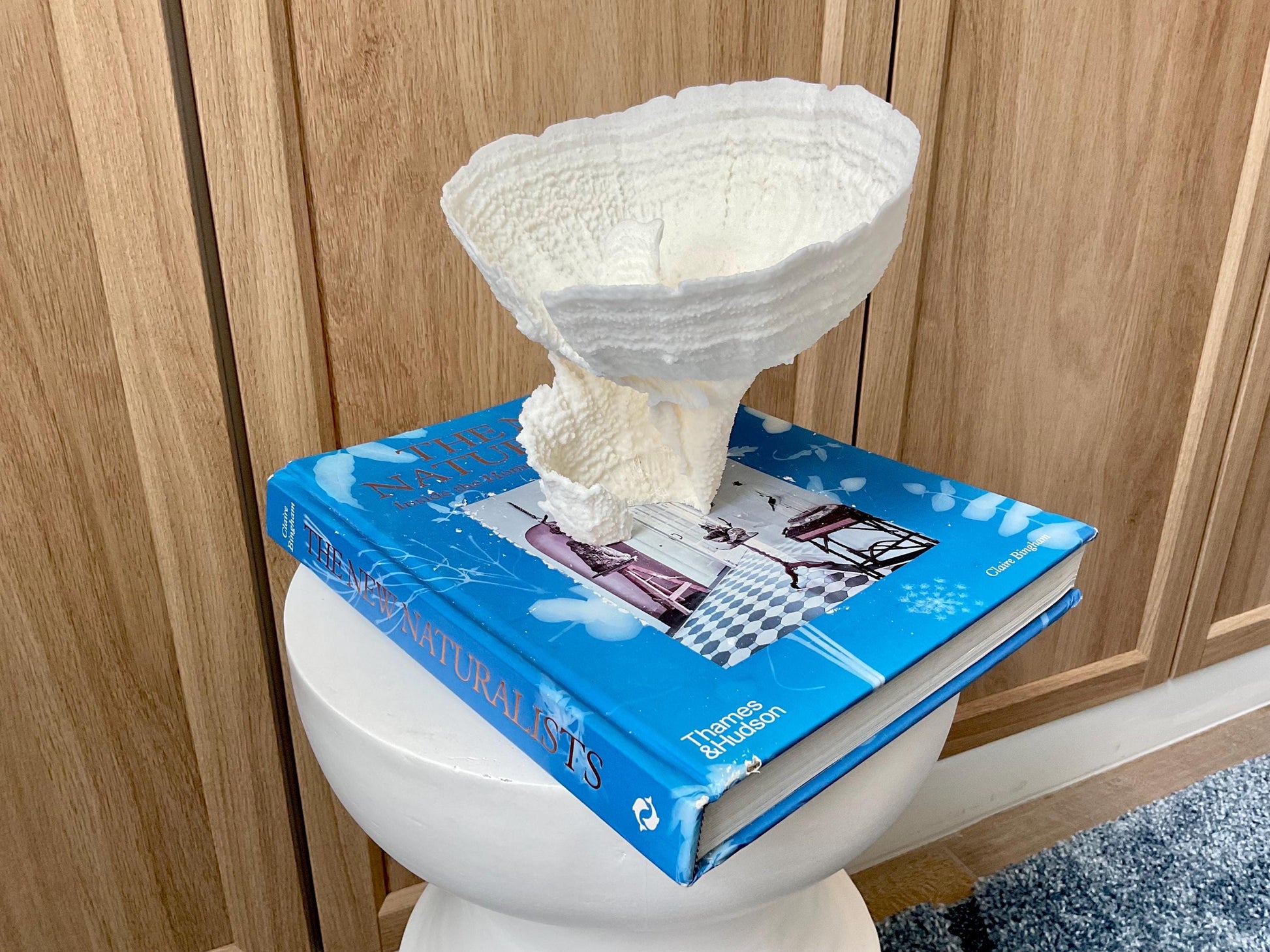 Natural Poca Coral Fossil: 7" x 6" x 6" Coastal Beach House White Décor