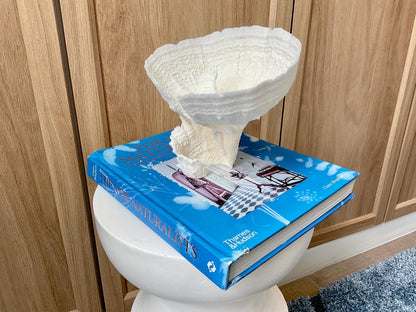 Natural Poca Coral Fossil: 7" x 6" x 6" Coastal Beach House White Décor