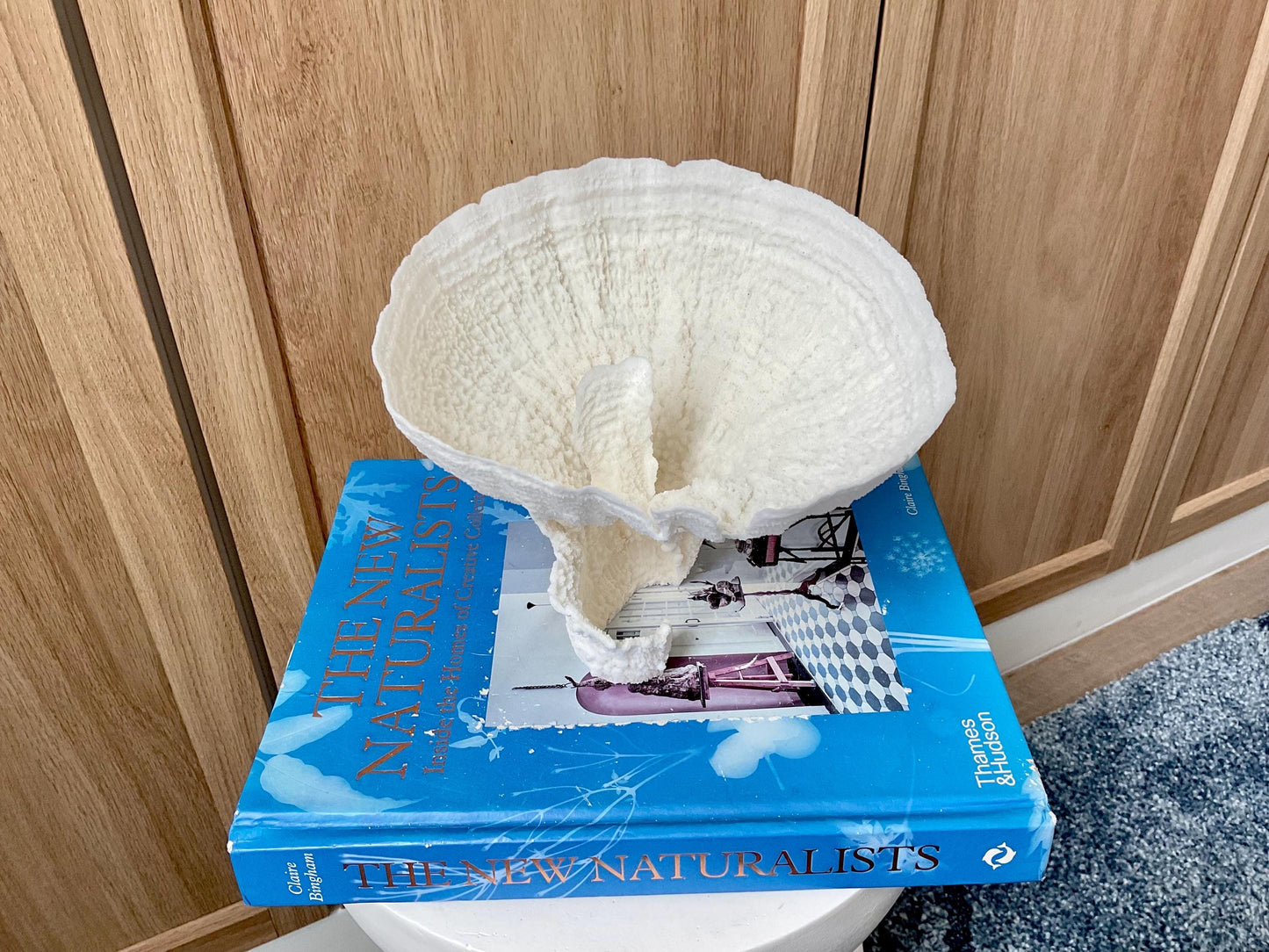 Natural Poca Coral Fossil: 7" x 6" x 6" Coastal Beach House White Décor