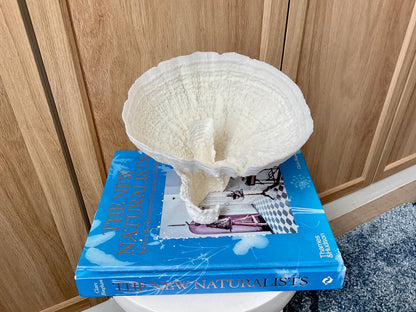 Natural Poca Coral Fossil: 7" x 6" x 6" Coastal Beach House White Décor