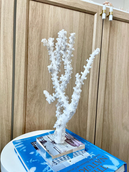 Natural Octopus Coral Fossil Display: 13.5"x 8.5"x 4" Coastal Beach Home Décor