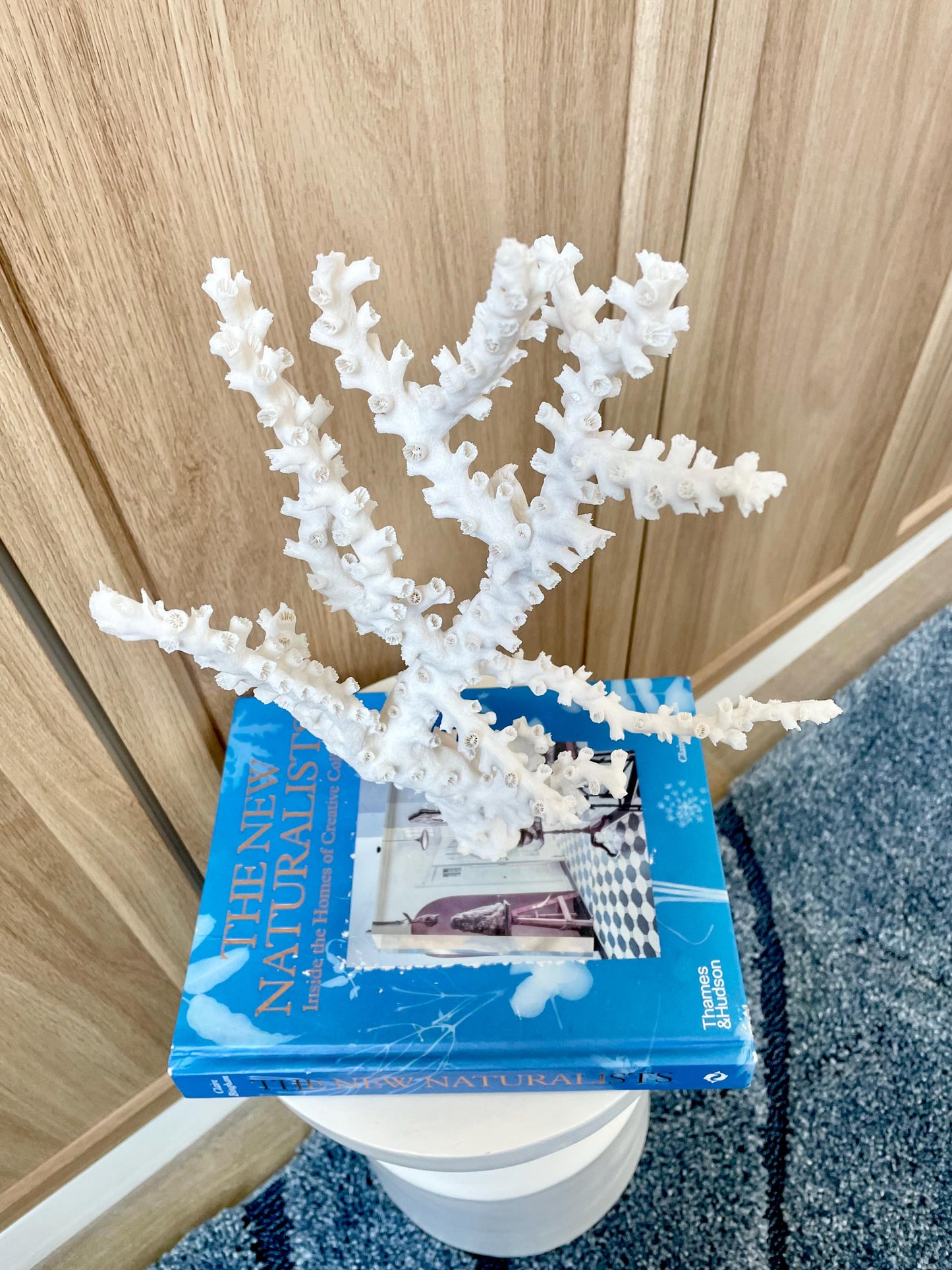 Natural Octopus Coral Fossil Display: 13.5"x 8.5"x 4" Coastal Beach Home Décor