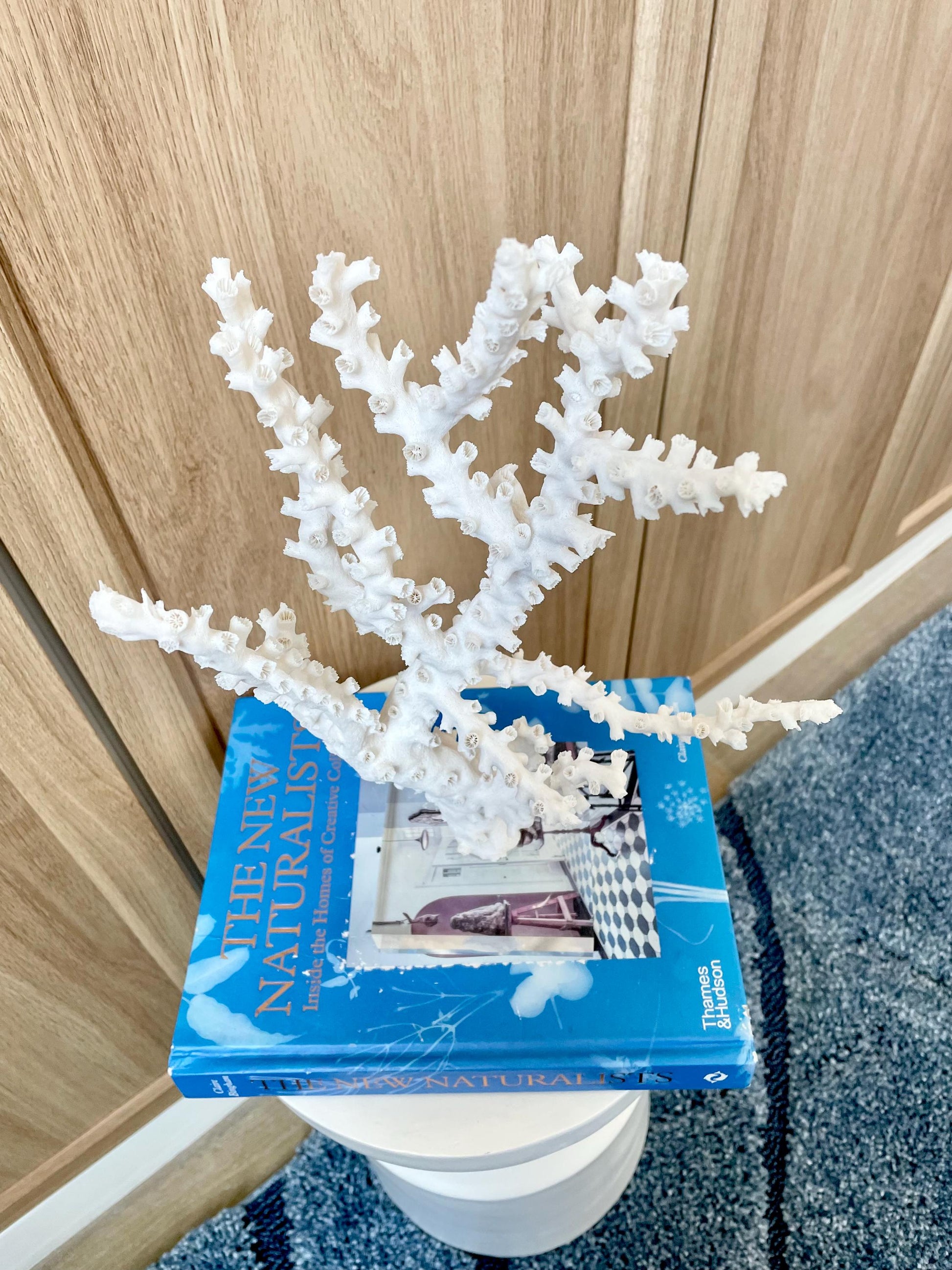 Natural Octopus Coral Fossil Display: 13.5"x 8.5"x 4" Coastal Beach Home Décor