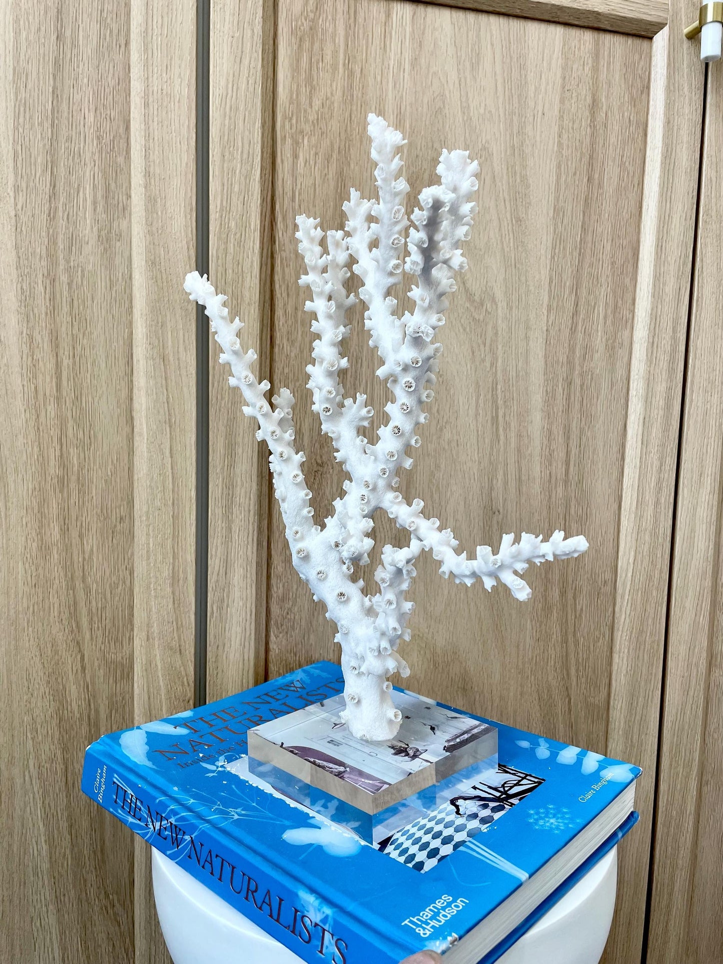 Natural Octopus Coral Fossil Display: 13.5"x 8.5"x 4" Coastal Beach Home Décor