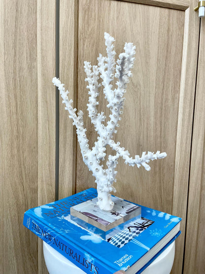 Natural Octopus Coral Fossil Display: 13.5"x 8.5"x 4" Coastal Beach Home Décor