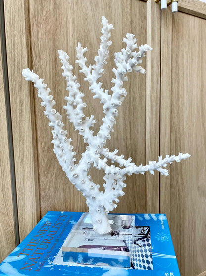 Natural Octopus Coral Fossil Display: 13.5"x 8.5"x 4" Coastal Beach Home Décor