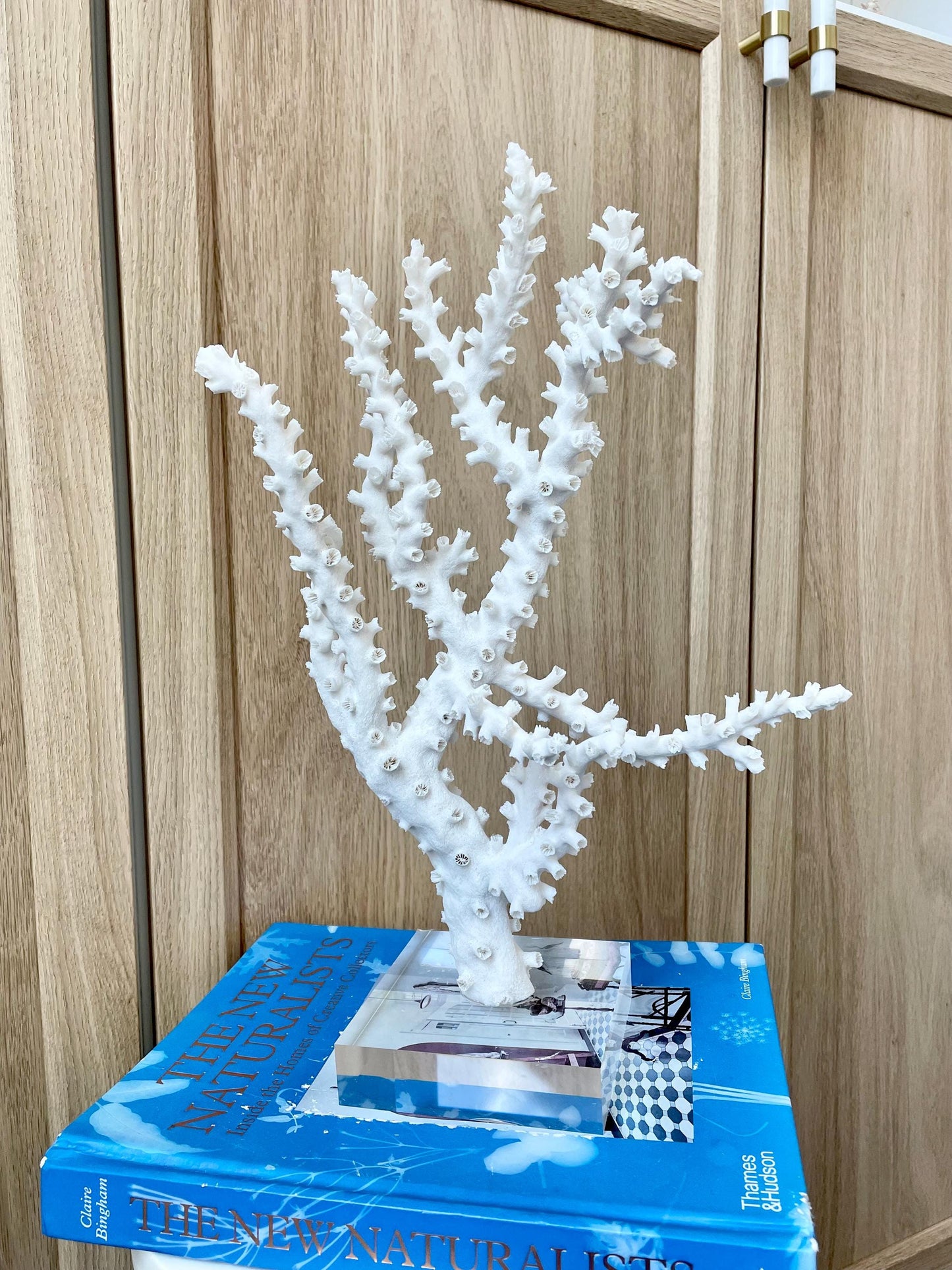 Natural Octopus Coral Fossil Display: 13.5"x 8.5"x 4" Coastal Beach Home Décor