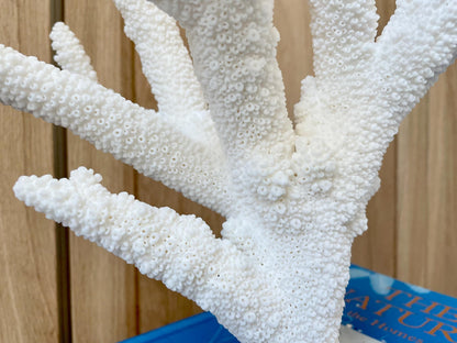Branch Coral Fossil Specimen: 13" x 11.75"x 8.25" Coastal Beach House Décor