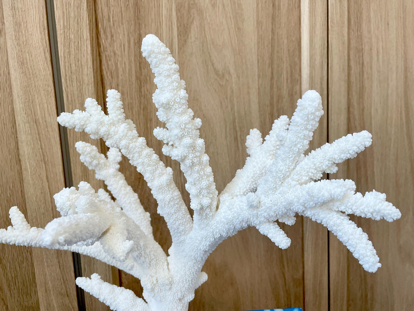 Branch Coral Fossil Specimen: 13" x 11.75"x 8.25" Coastal Beach House Décor