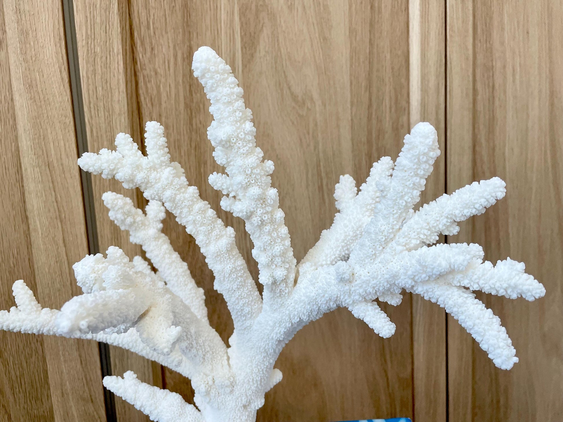 Branch Coral Fossil Specimen: 13" x 11.75"x 8.25" Coastal Beach House Décor