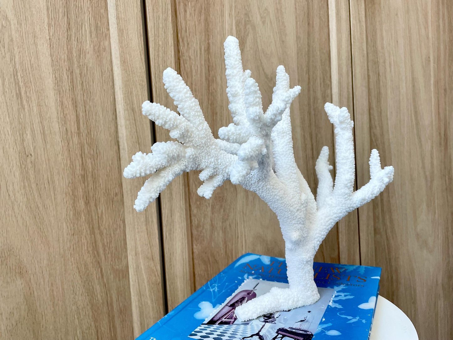 Branch Coral Fossil Specimen: 13" x 11.75"x 8.25" Coastal Beach House Décor