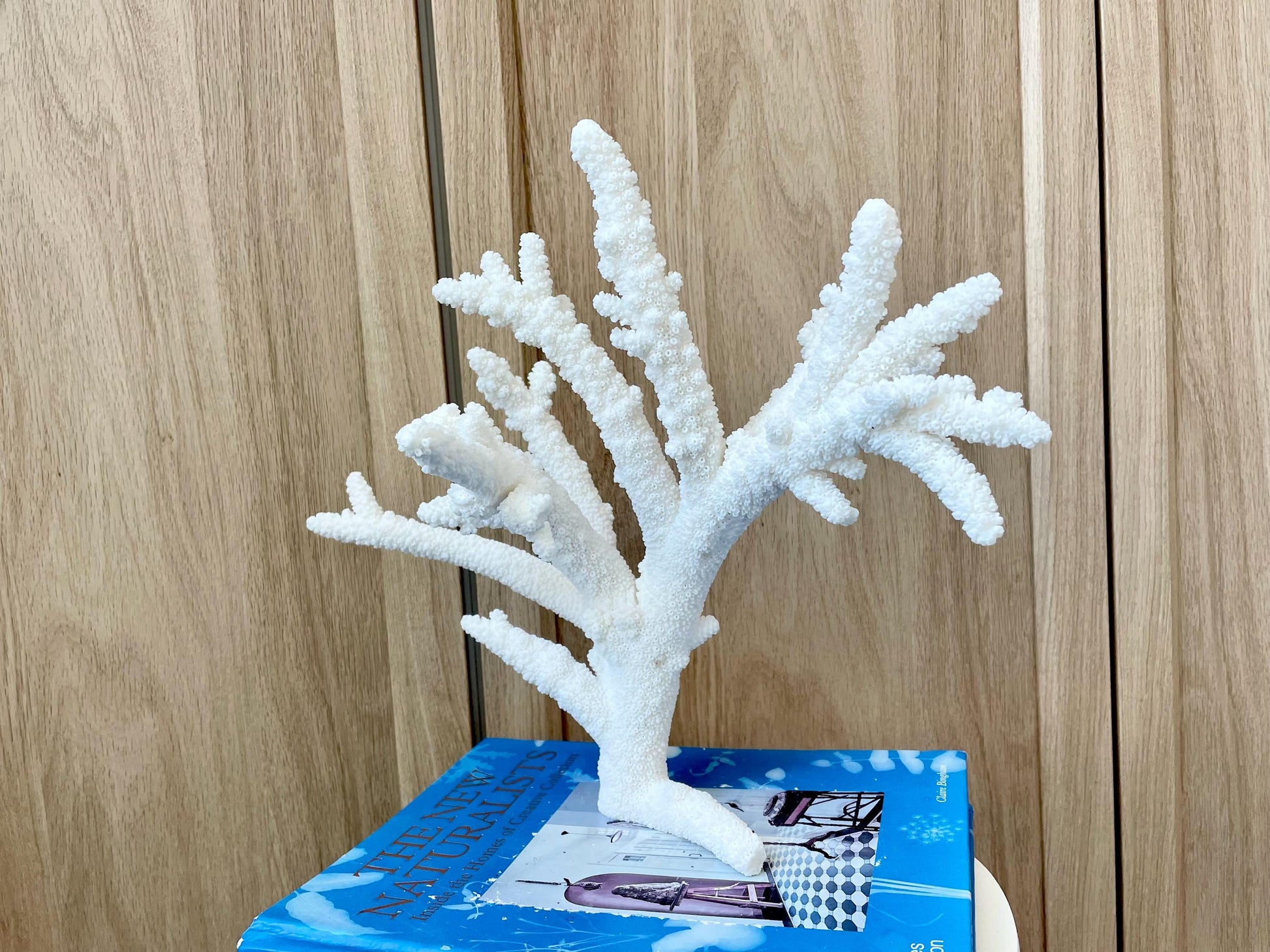 Branch Coral Fossil Specimen: 13" x 11.75"x 8.25" Coastal Beach House Décor