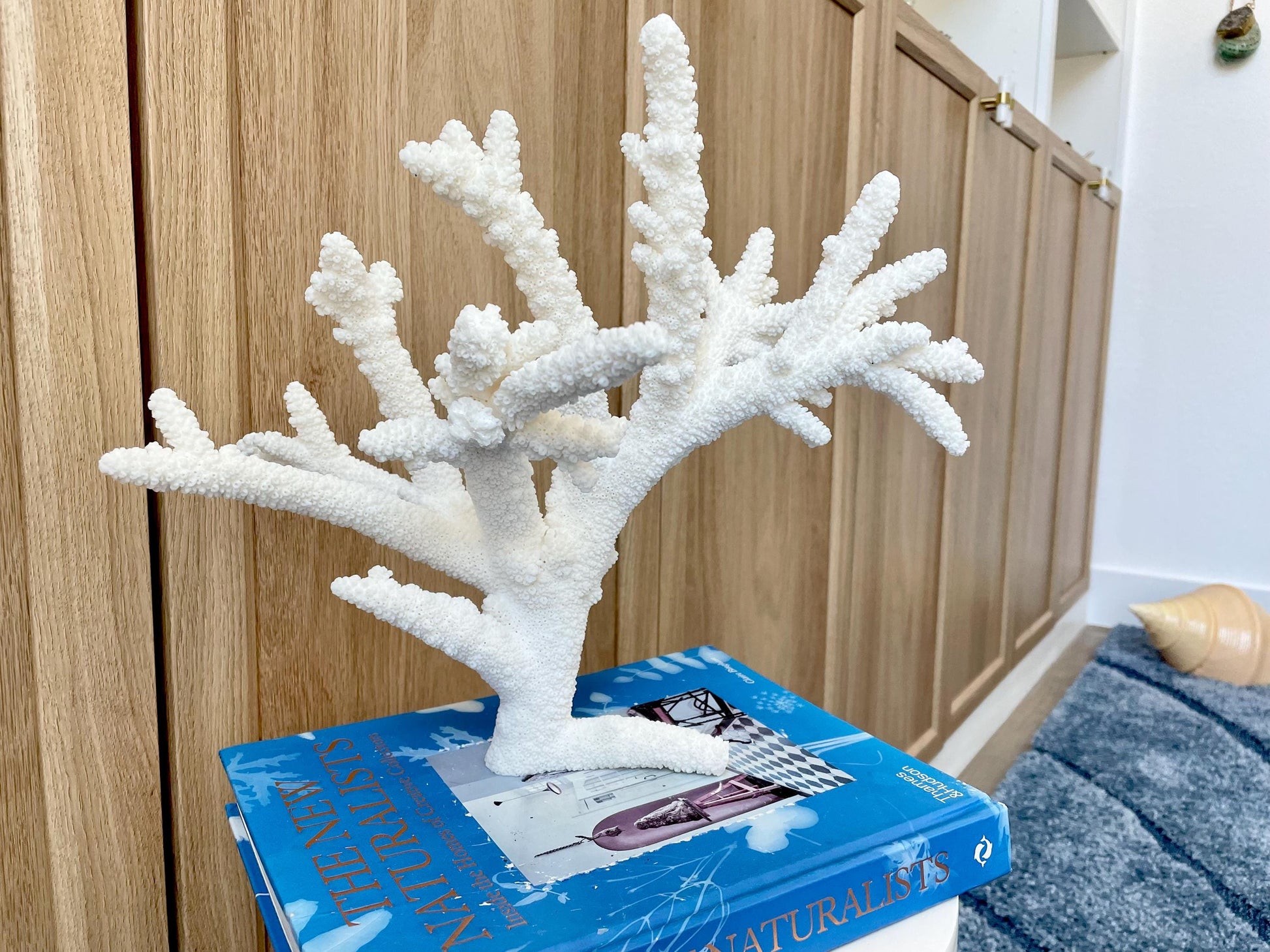 Branch Coral Fossil Specimen: 13" x 11.75"x 8.25" Coastal Beach House Décor