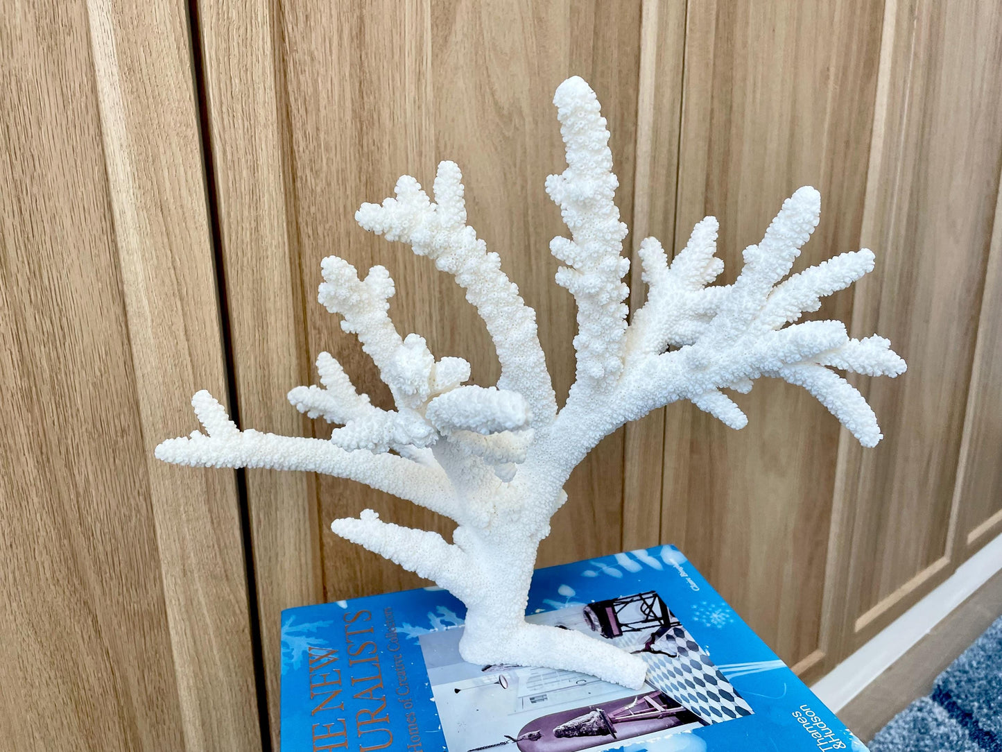 Branch Coral Fossil Specimen: 13" x 11.75"x 8.25" Coastal Beach House Décor
