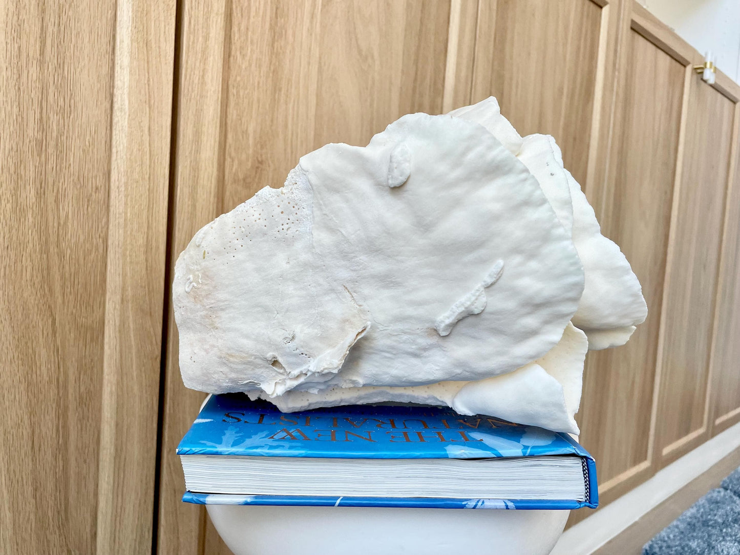 Natural Spiral Cup Coral Fossil: 11.5" x 11" x 8" Coastal Beach House White Décor