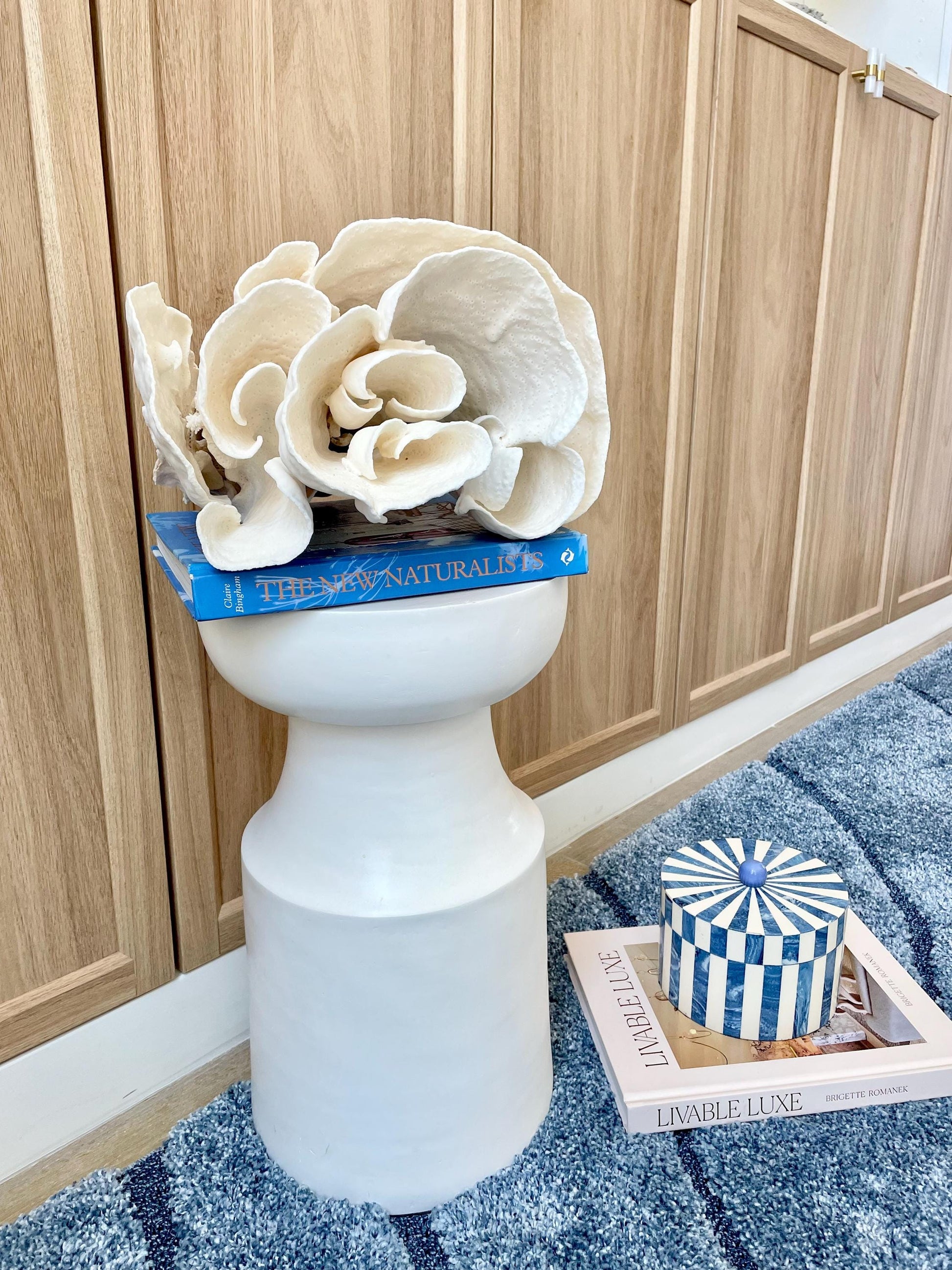 Natural Spiral Cup Coral Fossil: 11.5" x 11" x 8" Coastal Beach House White Décor