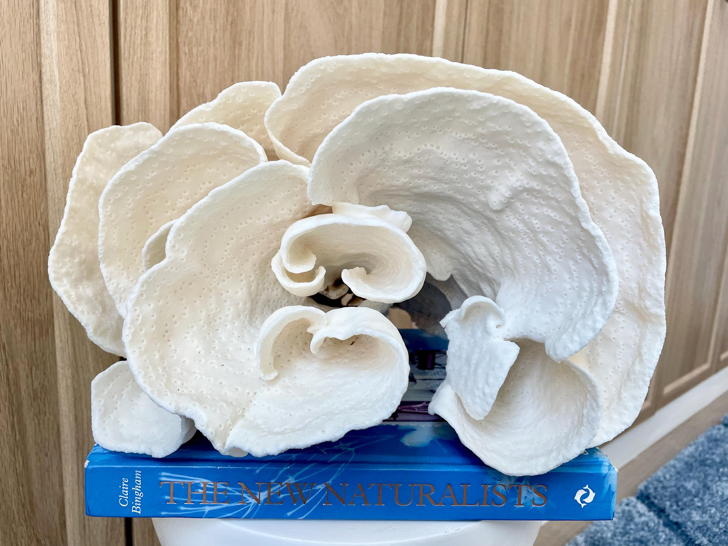 Natural Spiral Cup Coral Fossil: 11.5" x 11" x 8" Coastal Beach House White Décor