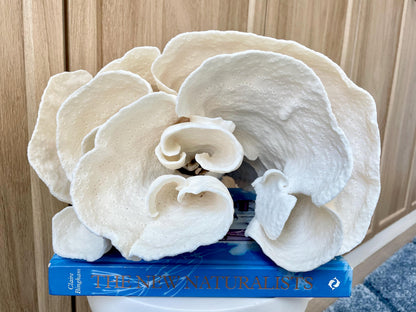 Natural Spiral Cup Coral Fossil: 11.5" x 11" x 8" Coastal Beach House White Décor