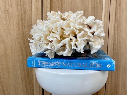 Natural Lettuce Coral Fossil: 10" x 9.5" x 6" Coastal Beach House White Décor