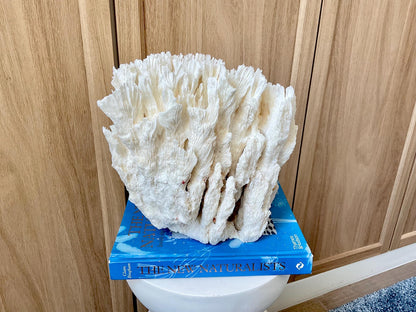 Natural Lettuce Coral Fossil: 10" x 9.5" x 6" Coastal Beach House White Décor
