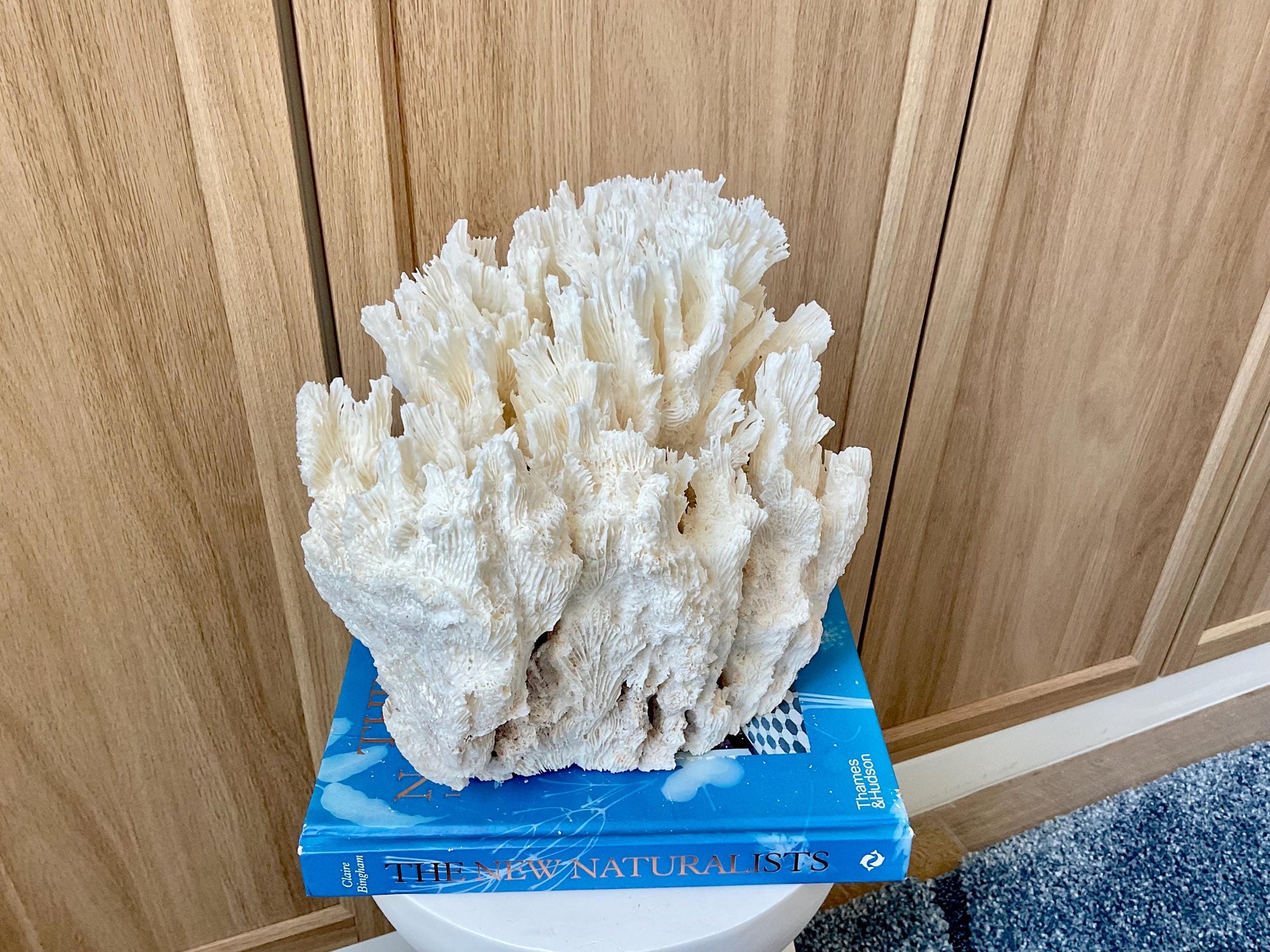 Natural Lettuce Coral Fossil: 10" x 9.5" x 6" Coastal Beach House White Décor