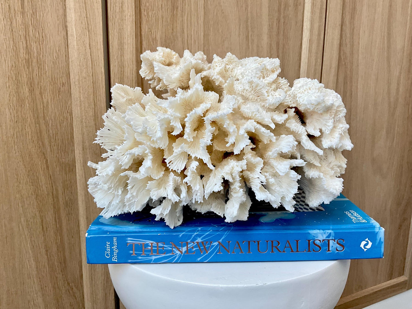 Natural Lettuce Coral Fossil: 10" x 9.5" x 6" Coastal Beach House White Décor