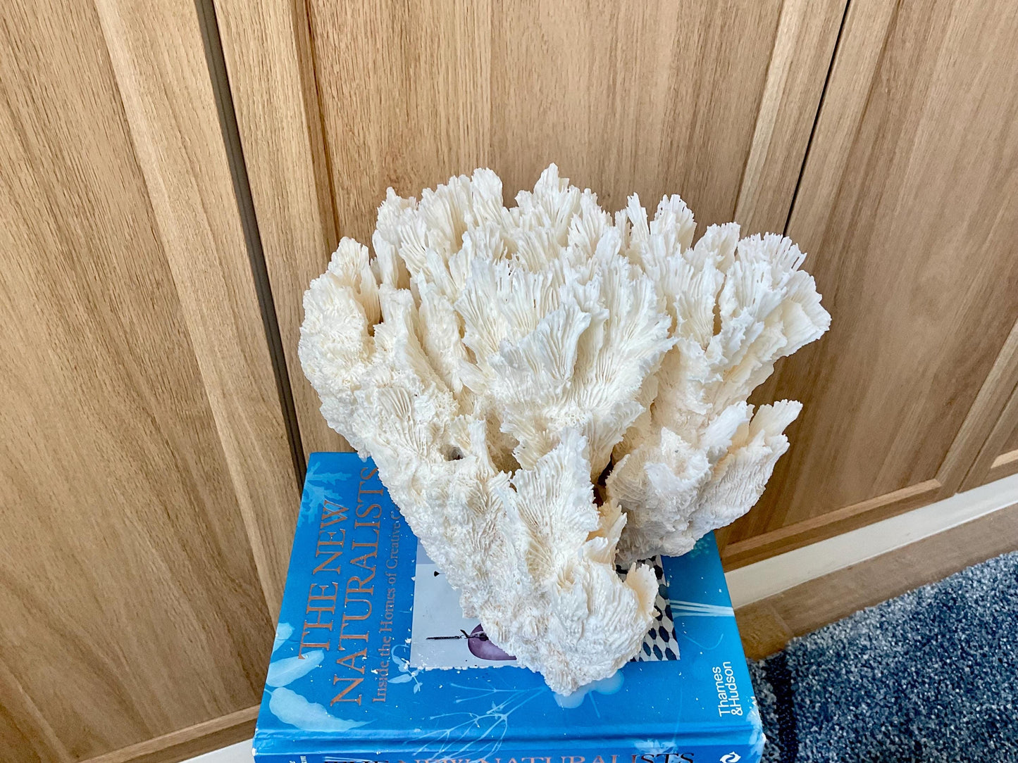Natural Lettuce Coral Fossil: 10" x 9.5" x 6" Coastal Beach House White Décor