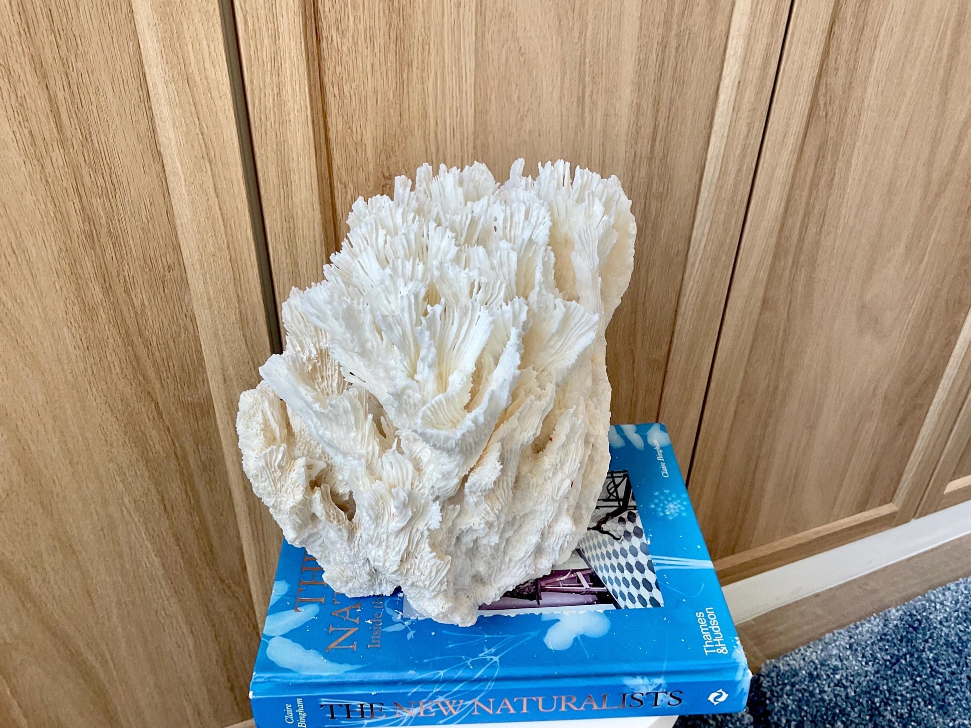Natural Lettuce Coral Fossil: 10" x 9.5" x 6" Coastal Beach House White Décor