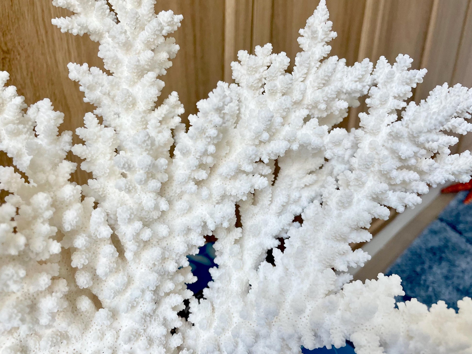 Branch Coral Fossil Specimen: 14.5" x 8.75"x 7" Coastal Beach House Décor