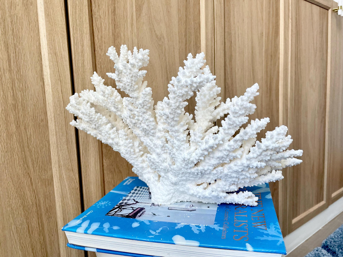 Branch Coral Fossil Specimen: 14.5" x 8.75"x 7" Coastal Beach House Décor