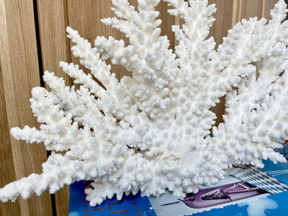 Branch Coral Fossil Specimen: 14.5" x 8.75"x 7" Coastal Beach House Décor