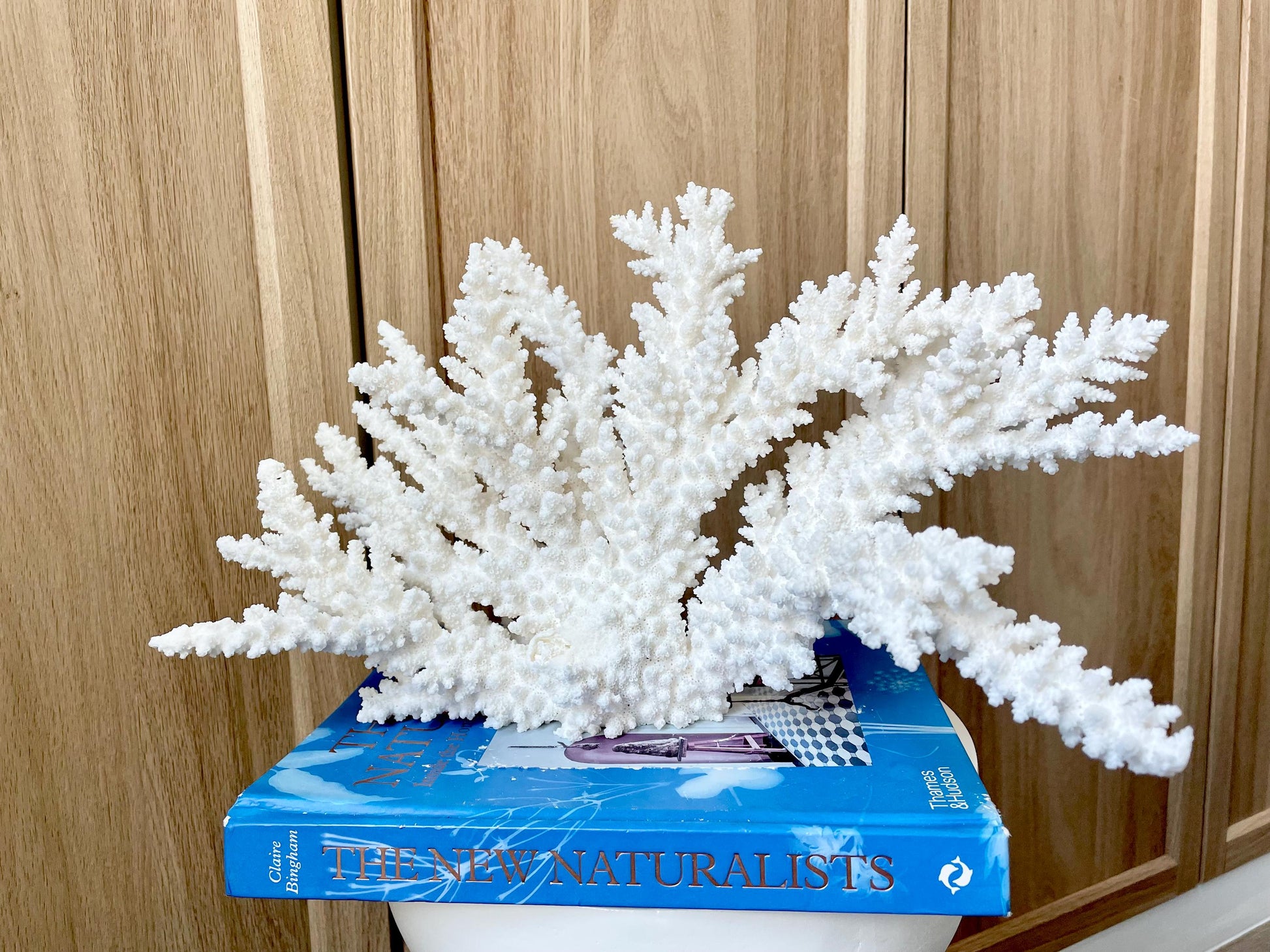 Branch Coral Fossil Specimen: 14.5" x 8.75"x 7" Coastal Beach House Décor
