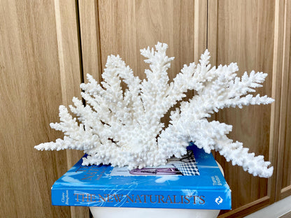 Branch Coral Fossil Specimen: 14.5" x 8.75"x 7" Coastal Beach House Décor