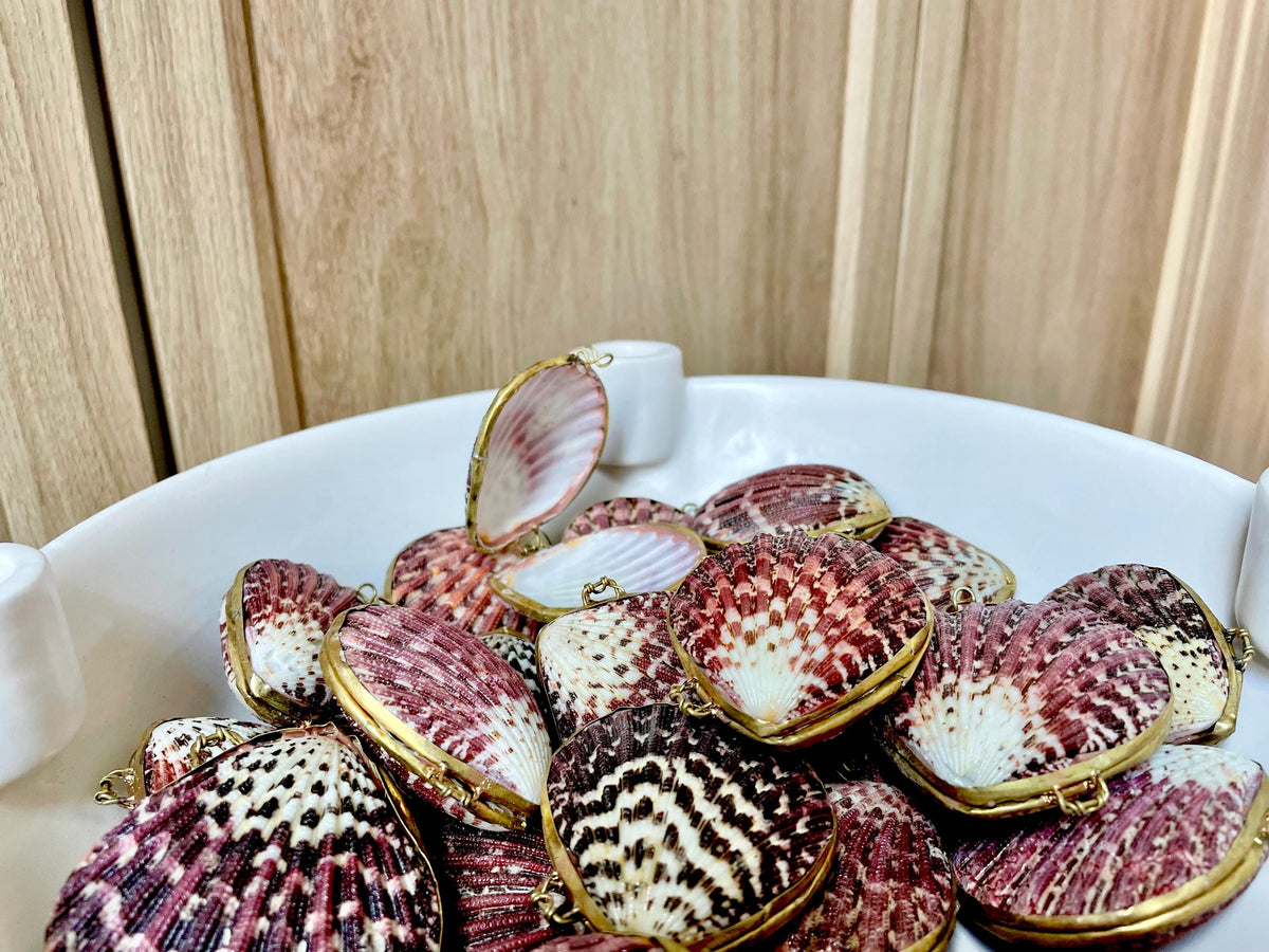 Shell Coin Purse Coastal Gift Box: Cowrie, Clam, Scallop Seashells