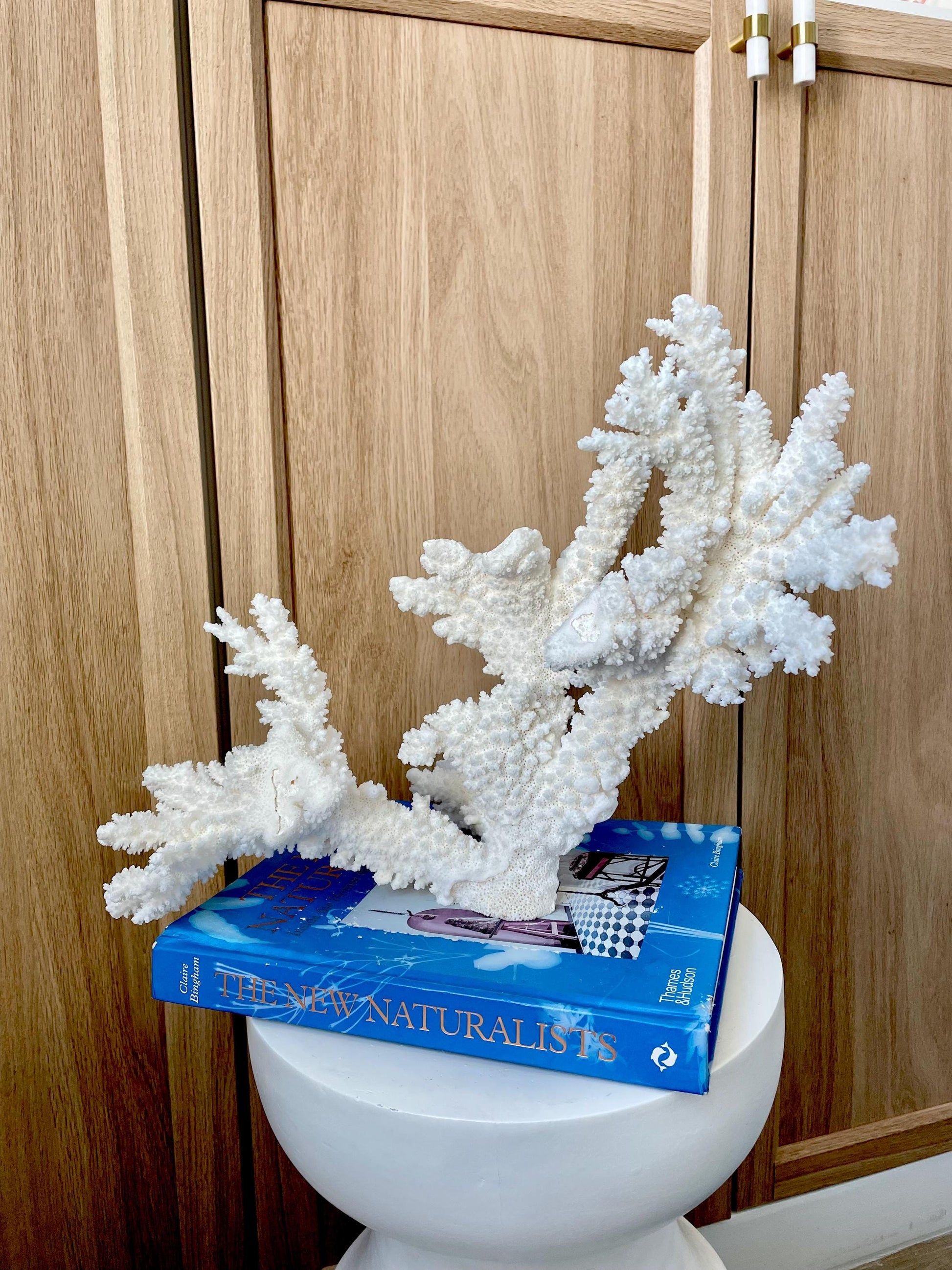 Branch Coral Fossil Specimen: 14.5" x 11.5"x 6" Coastal Beach House Décor