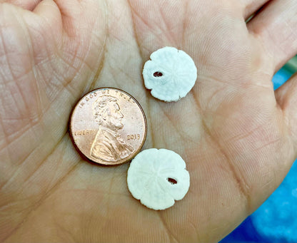 25 Tiny Sand Dollars 15mm, 1.5cm: Beach Wedding Décor, Seashell Crafts