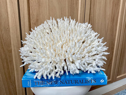 Natural TABLE CORAL 13" x 12" x 7" White Fossil Specimen Coastal Beach House Décor
